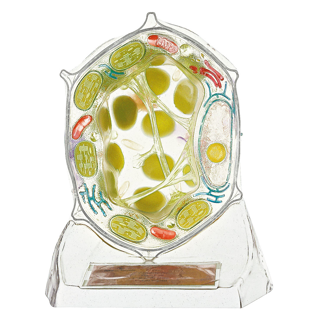 SOMSO® Pflanzenzelle transparent, 6000fach