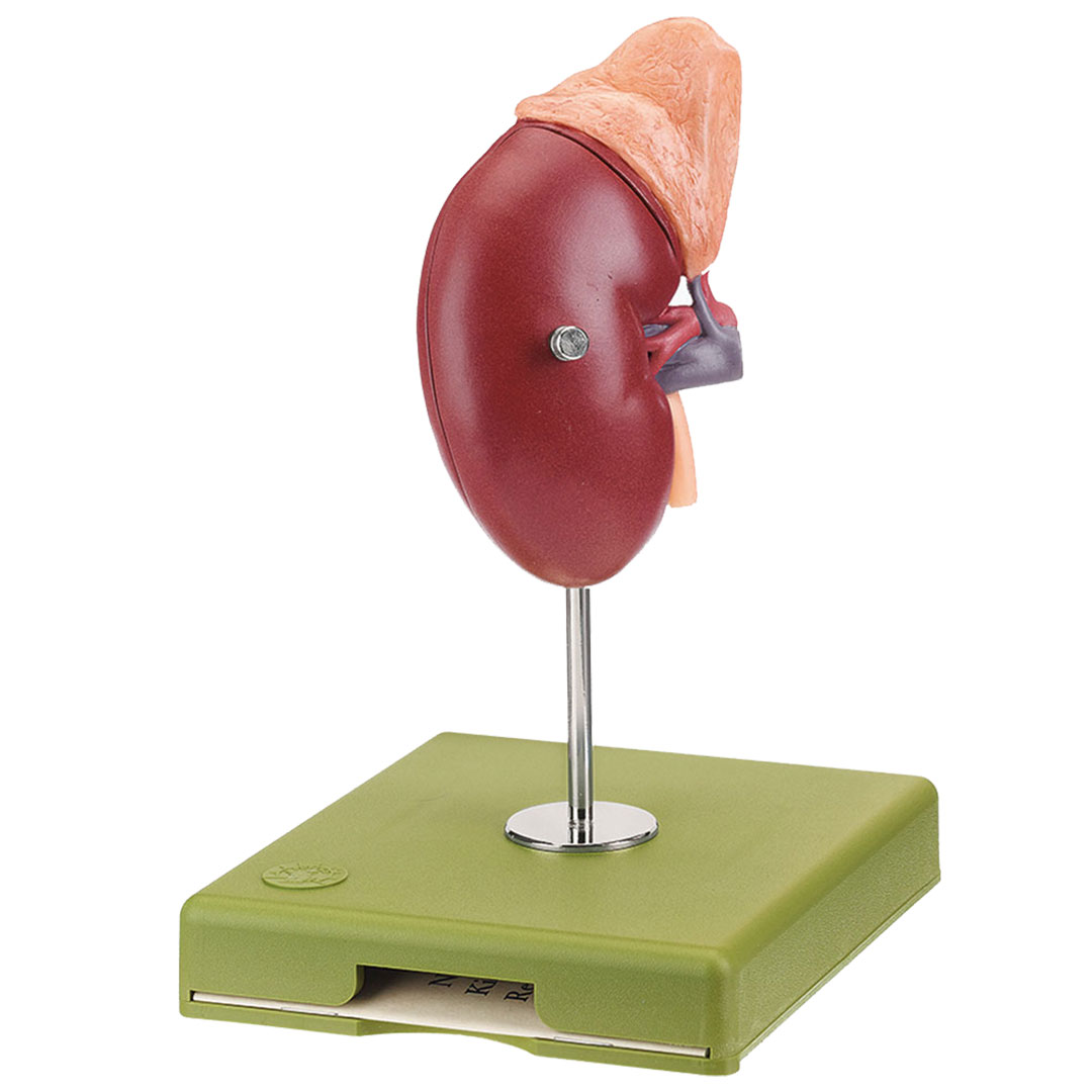 SOMSO® Rechte Niere und Nebenniere