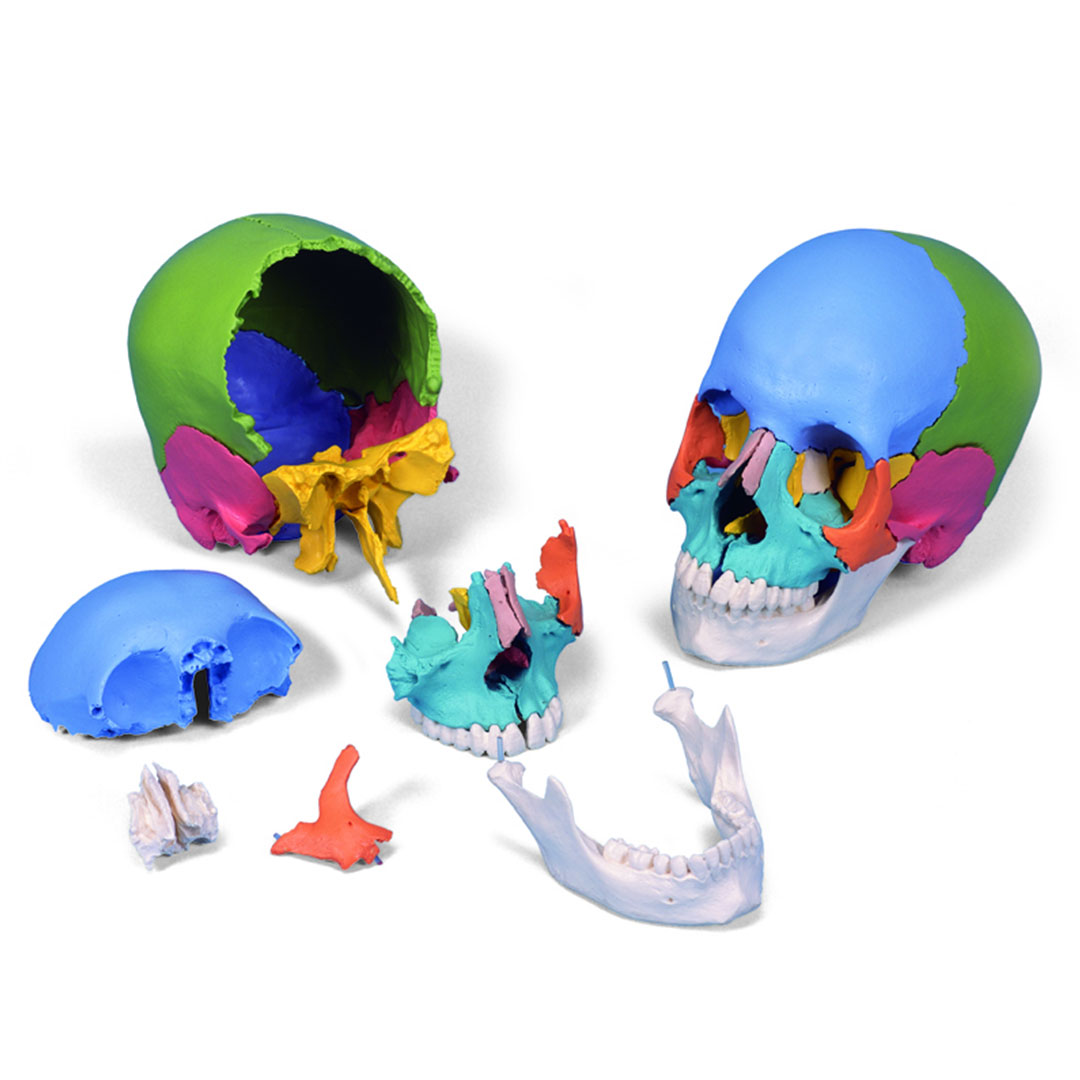 3B SCIENTIFIC Schädel - Didaktische Version, 22-teilig, farbig  Grösse: 21x14x16 cm (A291) 3B SCIENTIFIC Schädel - Didaktische Version, 22-teilig, farbig  Grösse: 21x14x16 cm (A291)