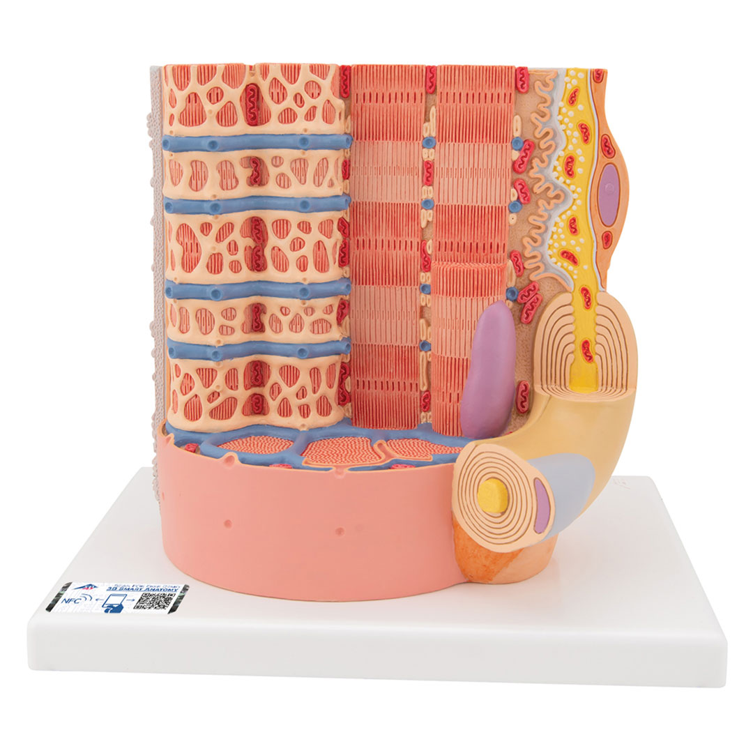 3B SCIENTIFIC MICROanatomy Muskelfaser (B60)