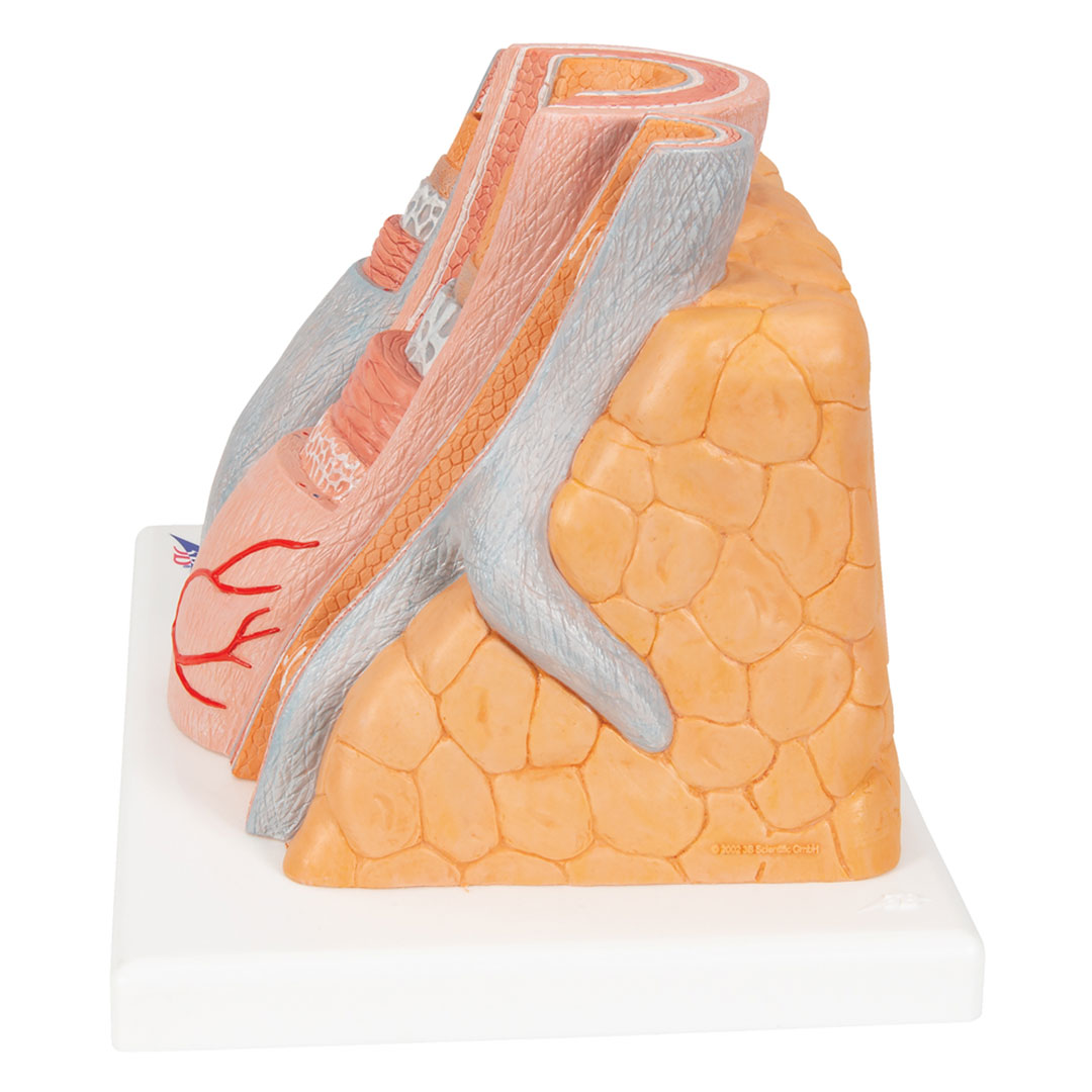 3B SCIENTIFIC Arterie und Vene (G42)