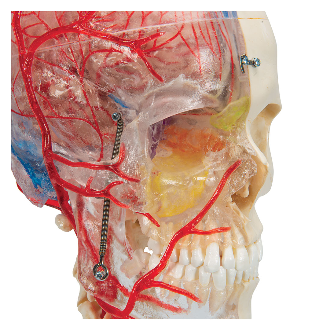 3B SCIENTIFIC Schädel BONElike  7-teilig (A283)