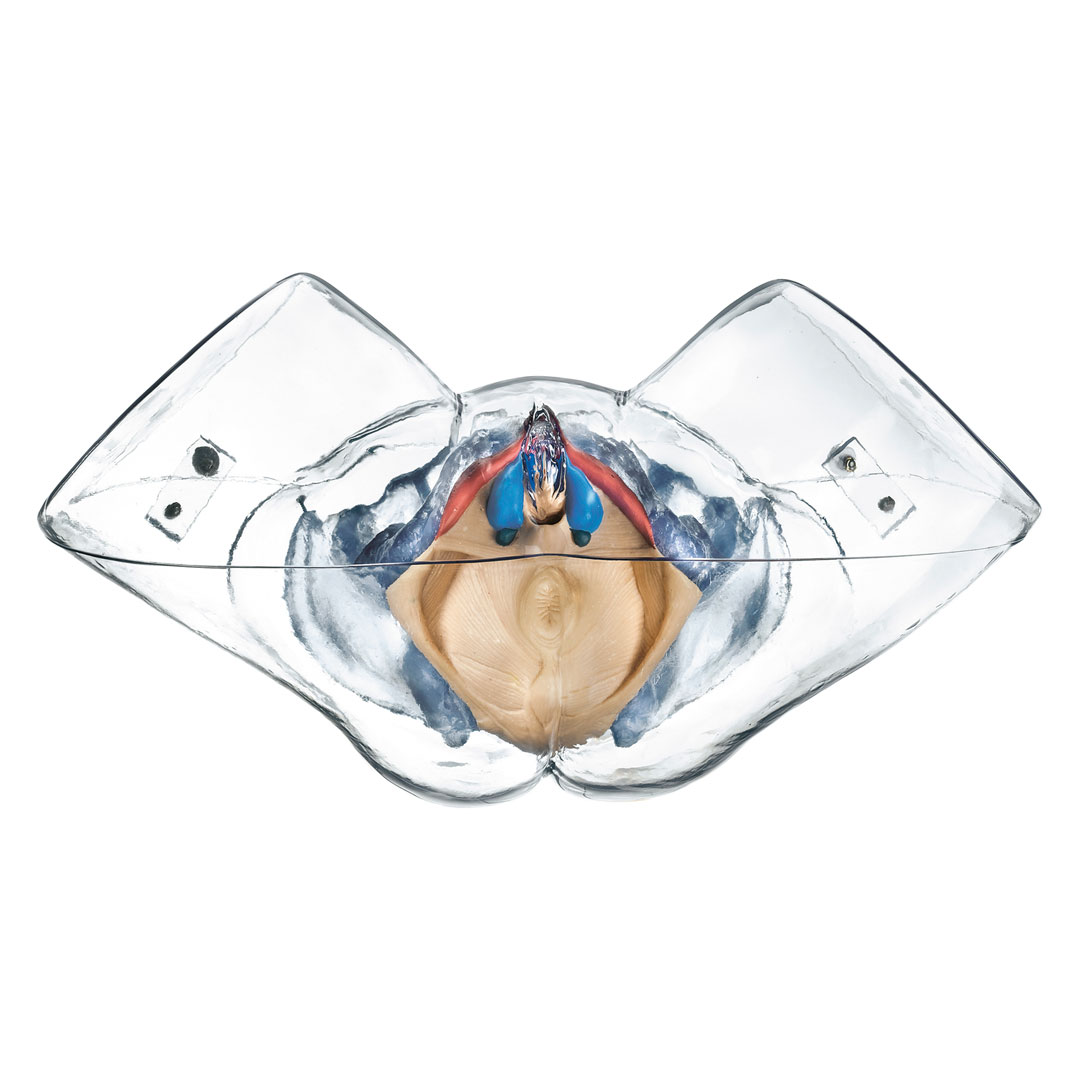 SOMSO® Weibl. Sexualorgane, transparent, Modell