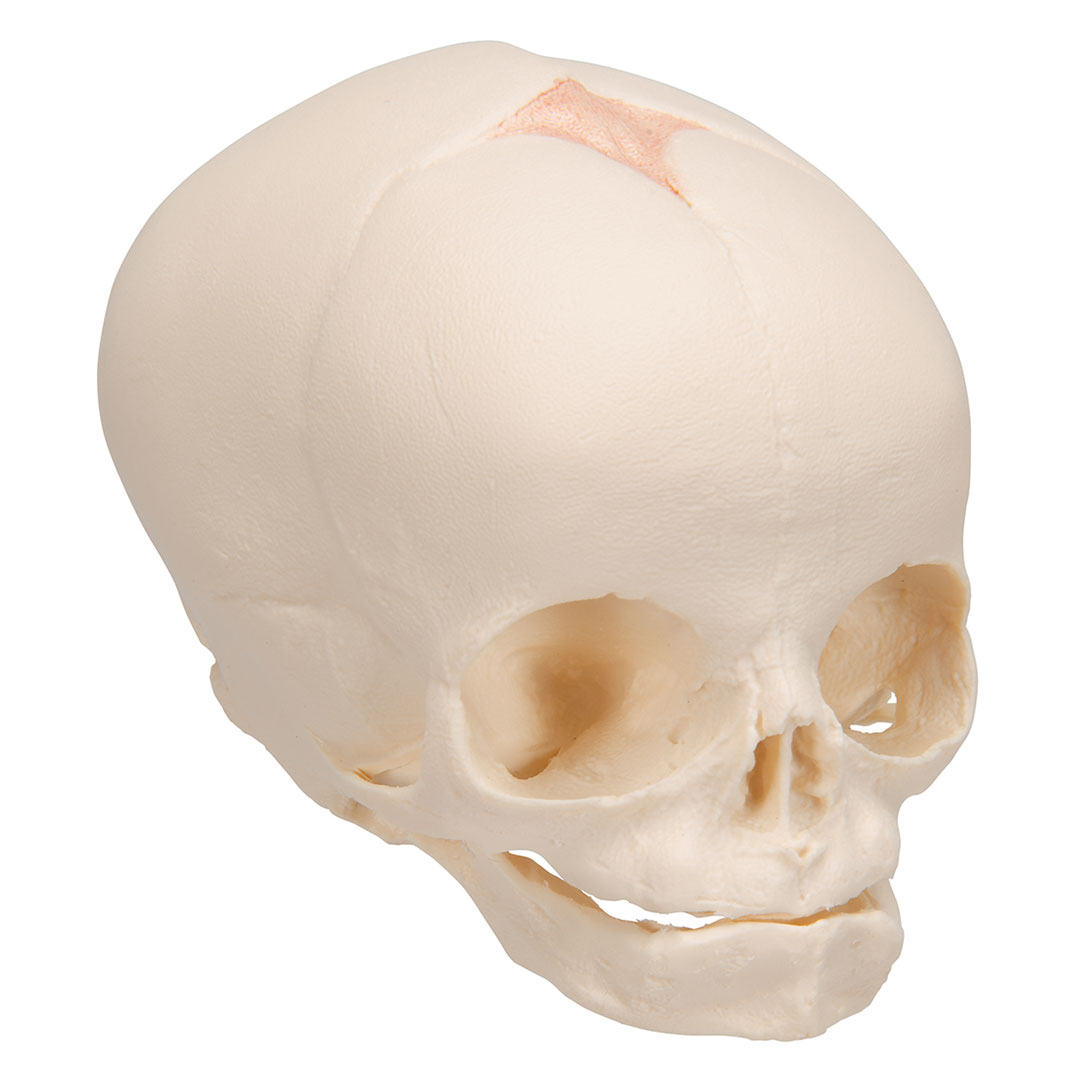 3B SCIENTIFIC Fetus-Schädel, 30.Schwangerschaftswoche (A25)