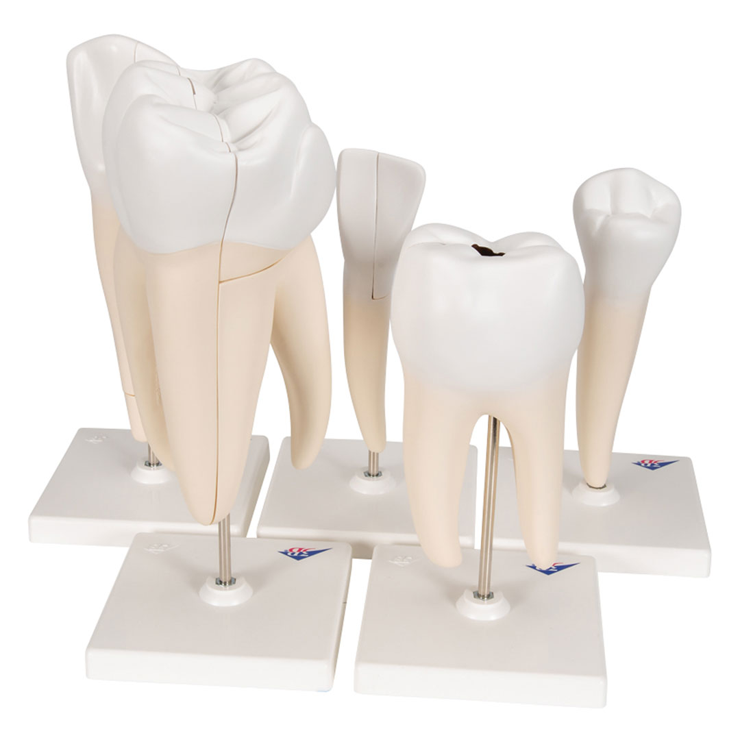 3B SCIENTIFIC Zahnmodellserie, 5 Modelle