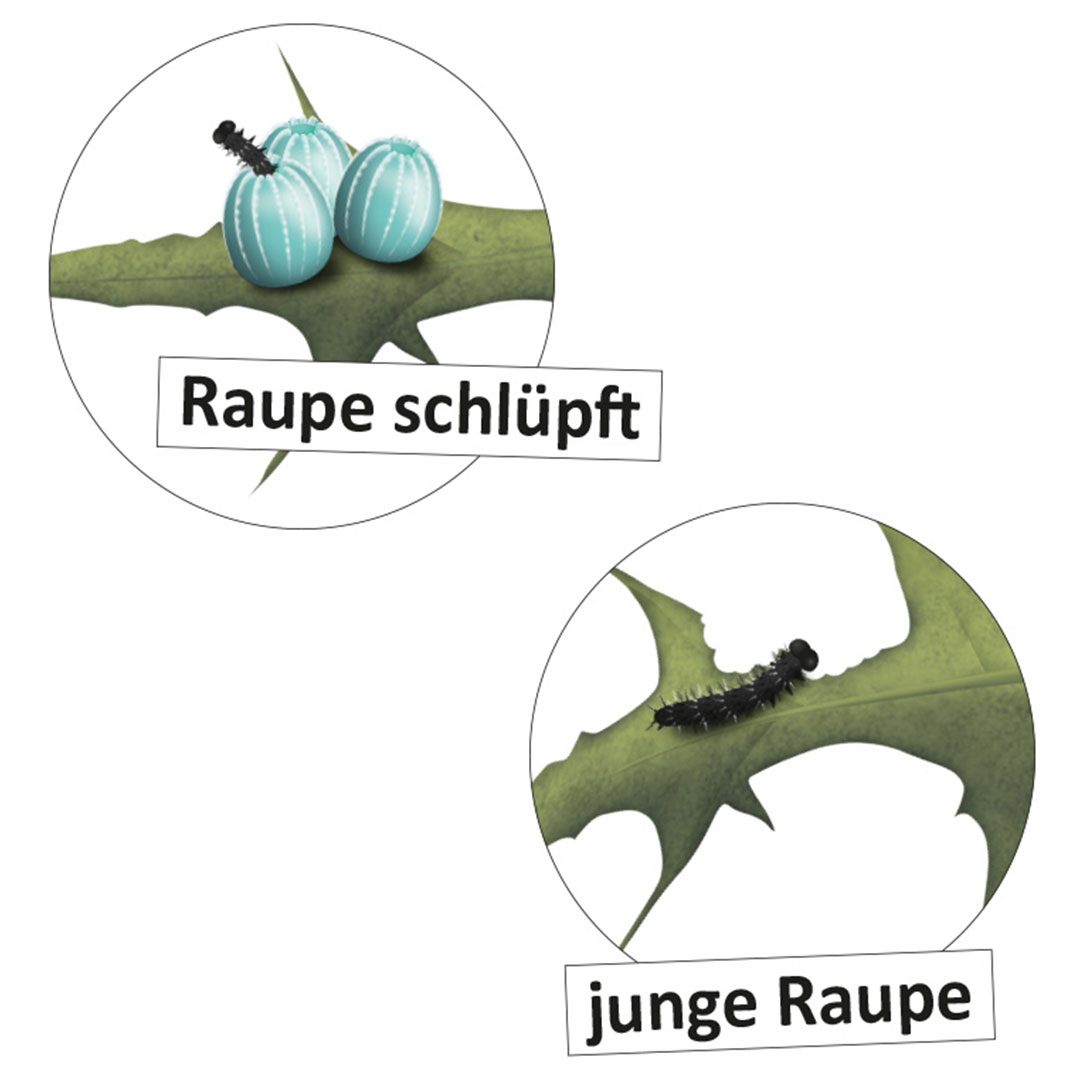 Lebenszyklus Schmetterling (magnetisch)