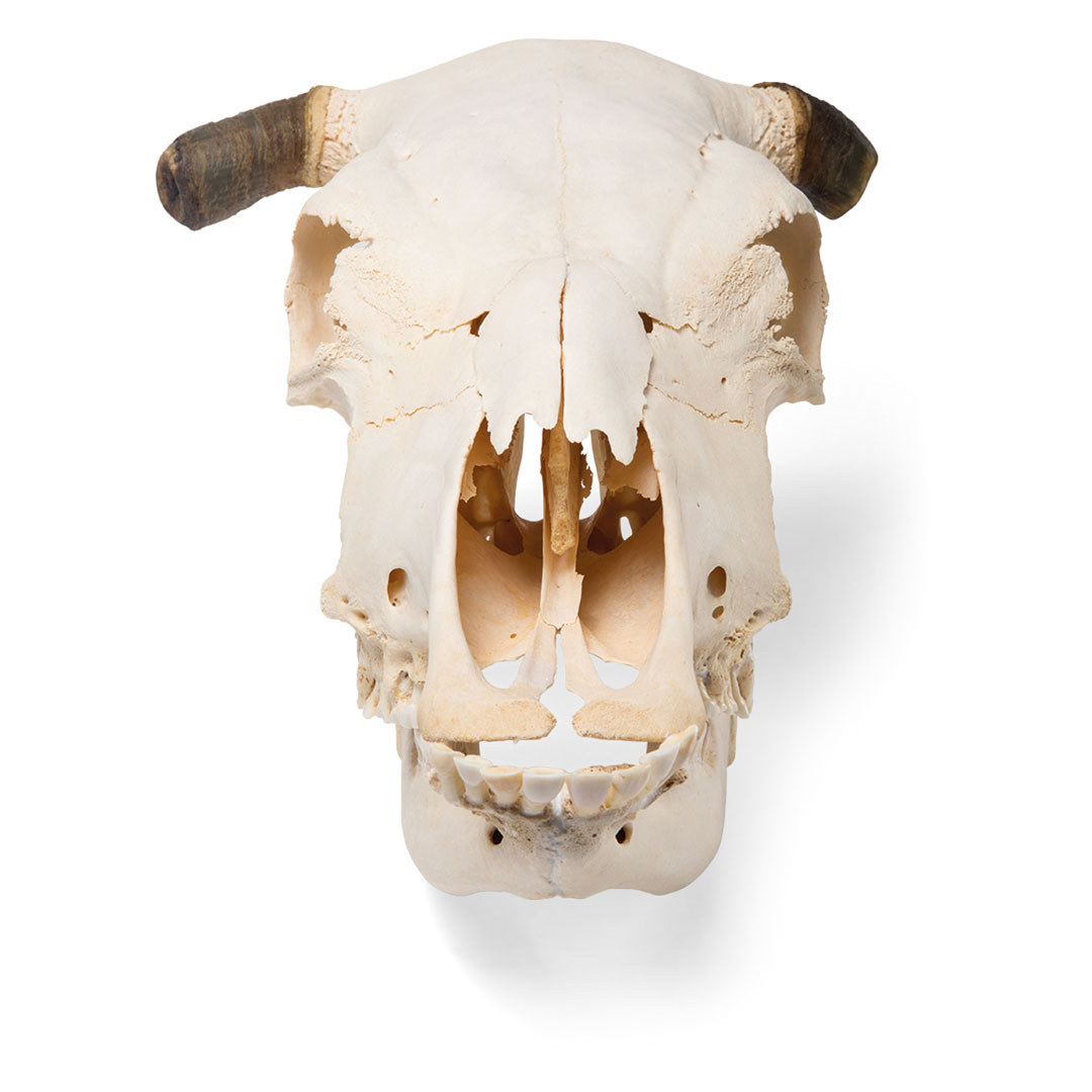 3B SCIENTIFIC Rinderschädel mit Hörner