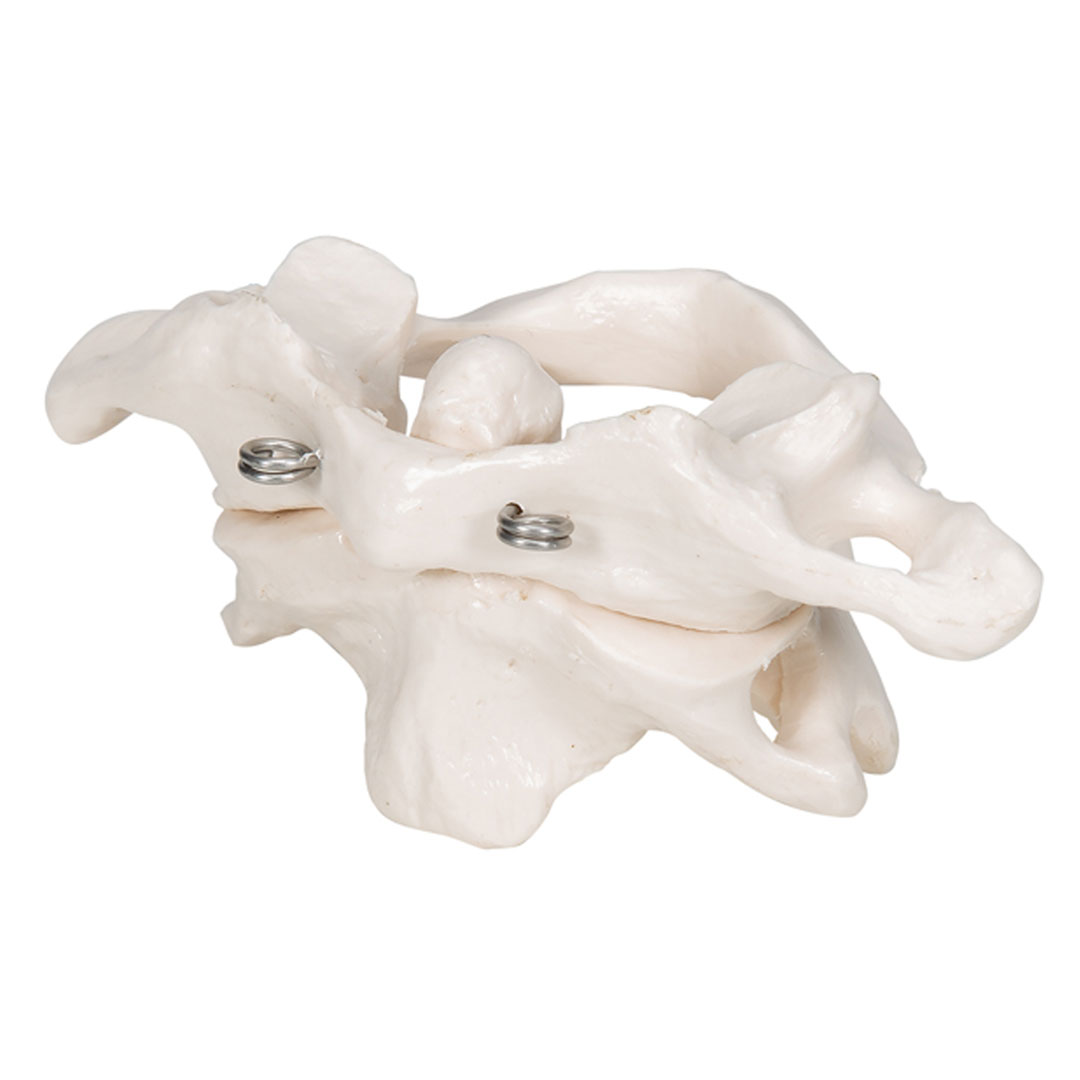 3B SCIENTIFIC Axisgelenk mit Atlas, ohne Sockel (A71)