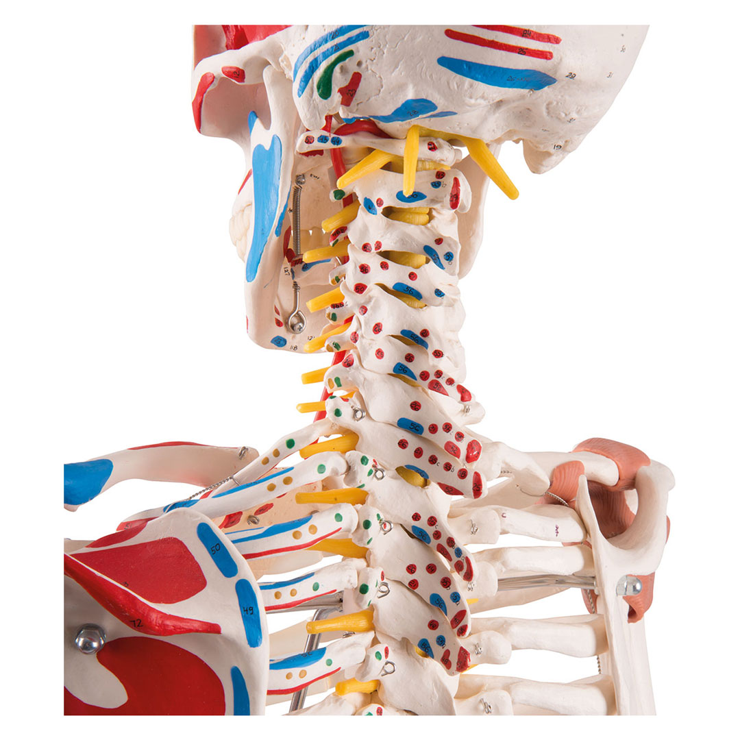 3B SCIENTIFIC Skelett Sam auf Hängestativ mit Bremse (A13/1) 3B SCIENTIFIC Skelett Sam auf Hängestativ mit Bremse (A13/1)