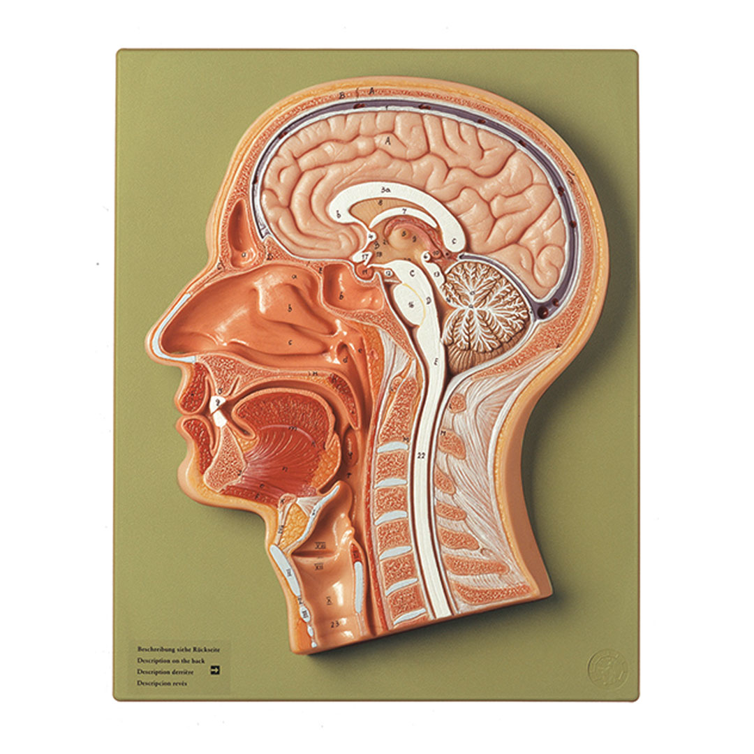 SOMSO® Kopf, Medianschnitt