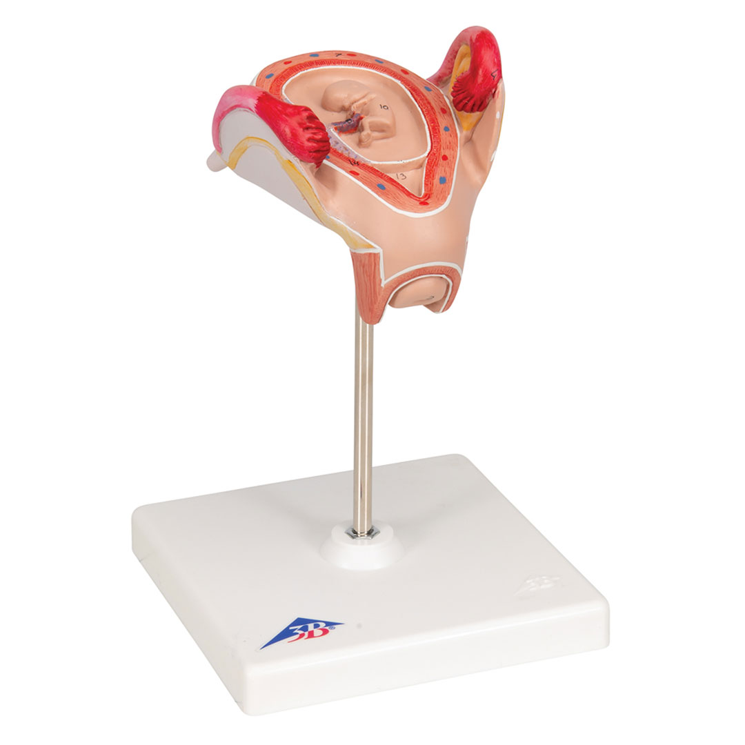 3B SCIENTIFIC Uterus mit Embryo, 2. Monat (L10/2)
