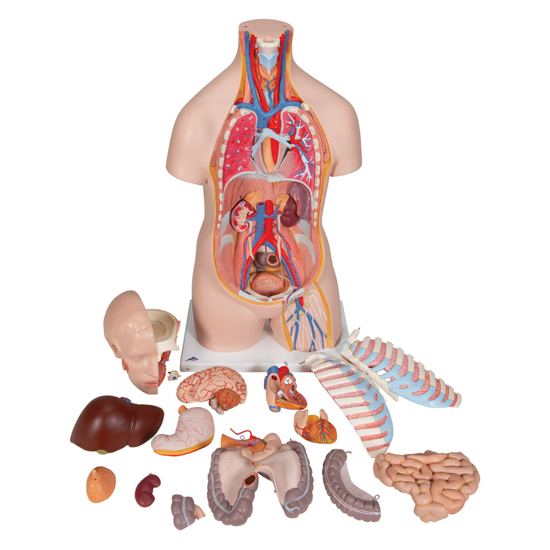 3B SCIENTIFIC Torso 16-teilig m.Kopf,geschlechtslos (B11)