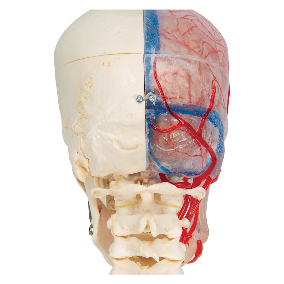 3B SCIENTIFIC Schädel BONElike  7-teilig (A283)