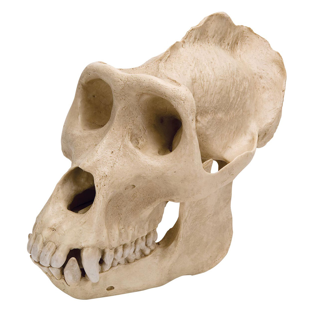 3B SCIENTIFIC Gorillaschädel, männlich (VP762/1)