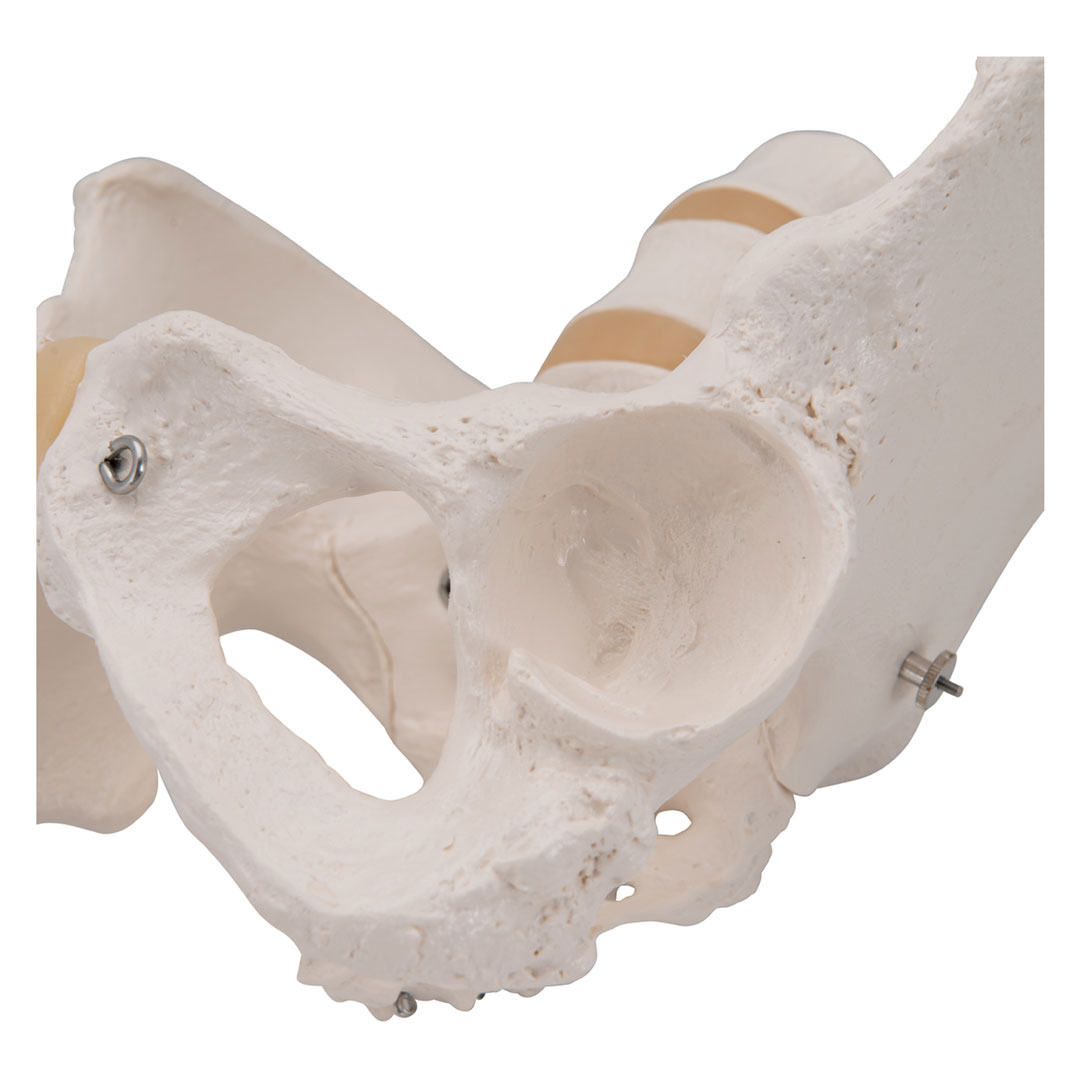 3B SCIENTIFIC Weibliches Becken, Skelett (A61)