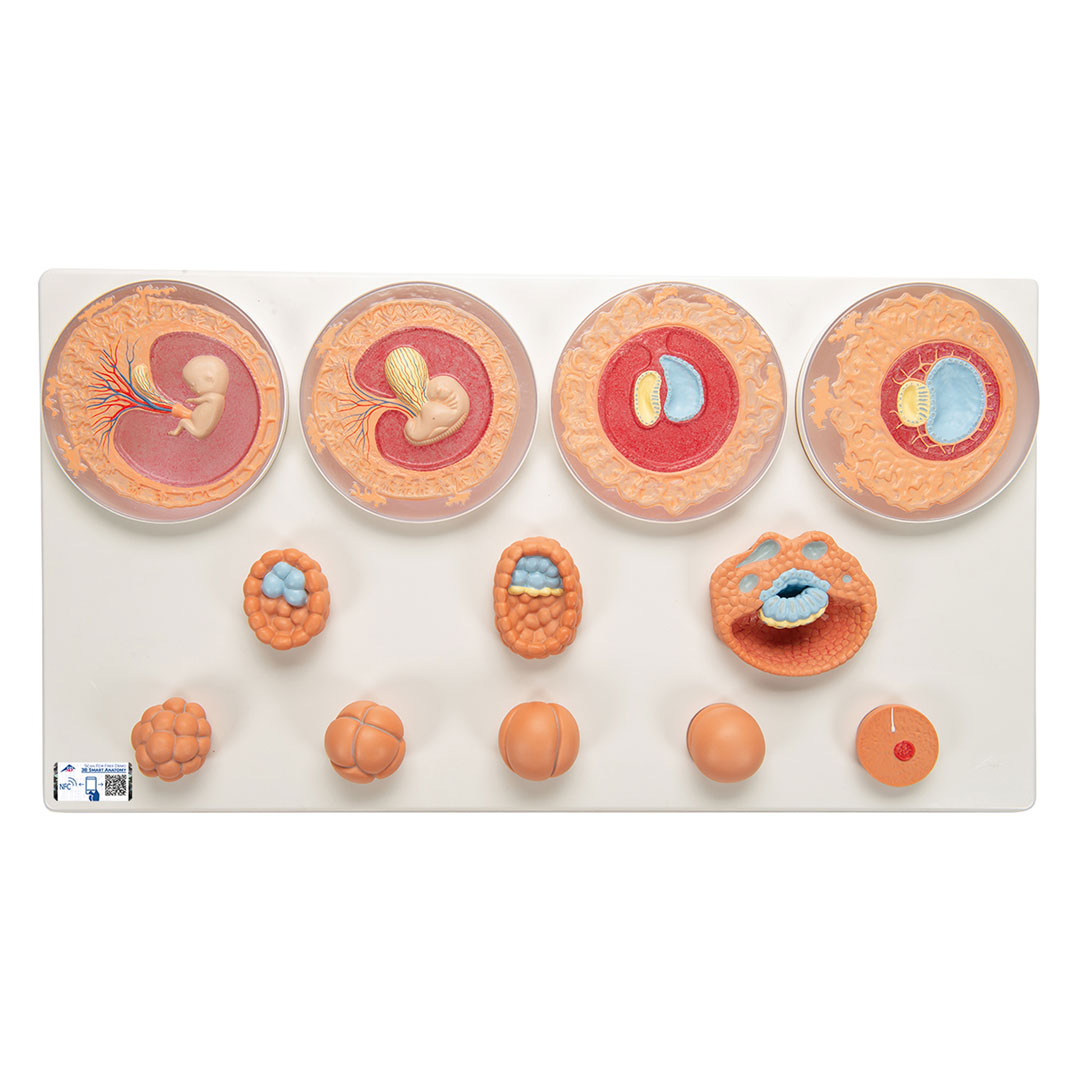 3B SCIENTIFIC Keimesentwicklung in 12 Stadien (VG391)