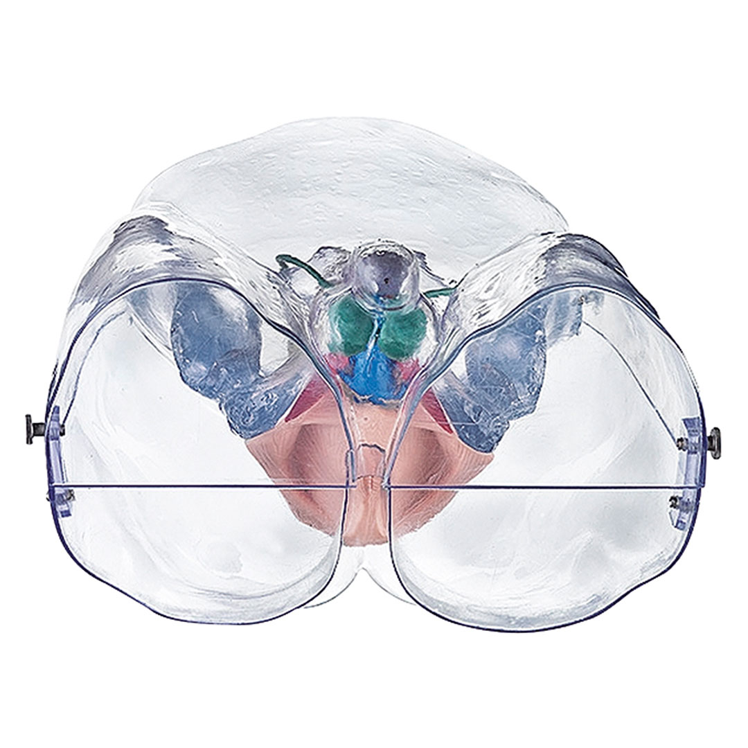 SOMSO® Männliche  Sexualorgane, transparent, Modell