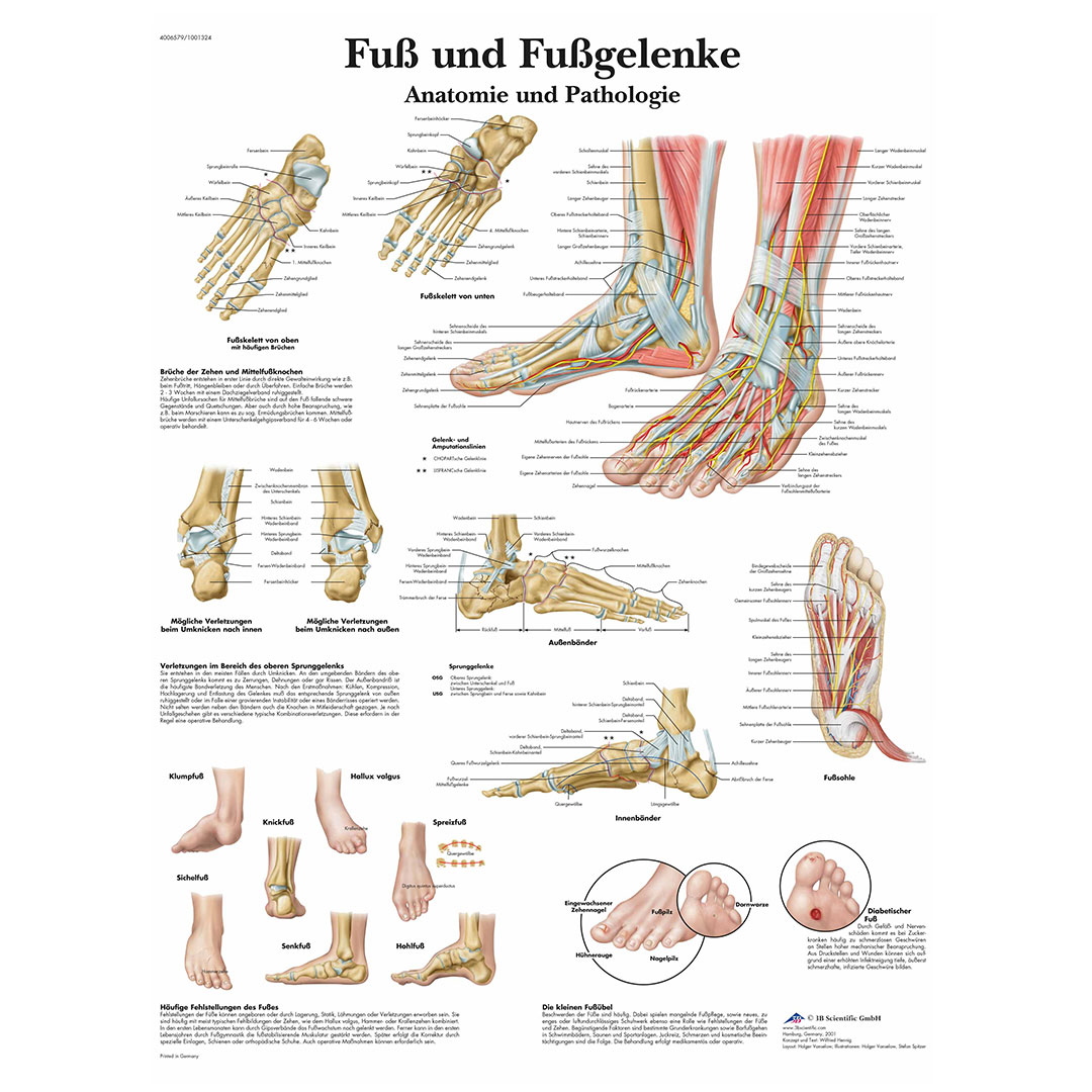3B SCIENTIFIC Lehrtafel Fuss und Fussgelenke 50x67cm 3B SCIENTIFIC Lehrtafel Fuss und Fussgelenke 50x67cm