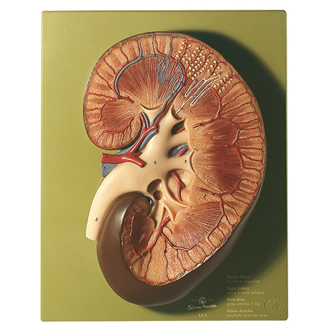 SOMSO® Rechte Niere