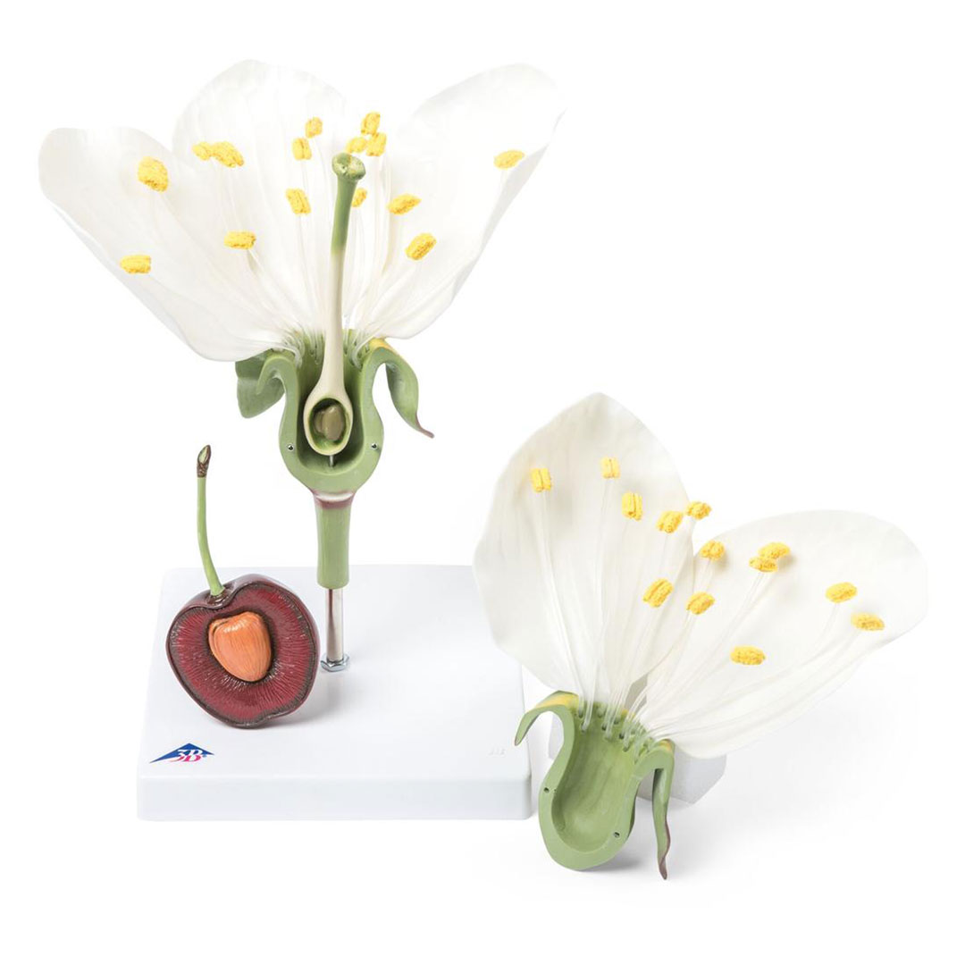 3B SCIENTIFIC Kirschblüte mit Frucht (T21019), 7-fach, 3-teilig