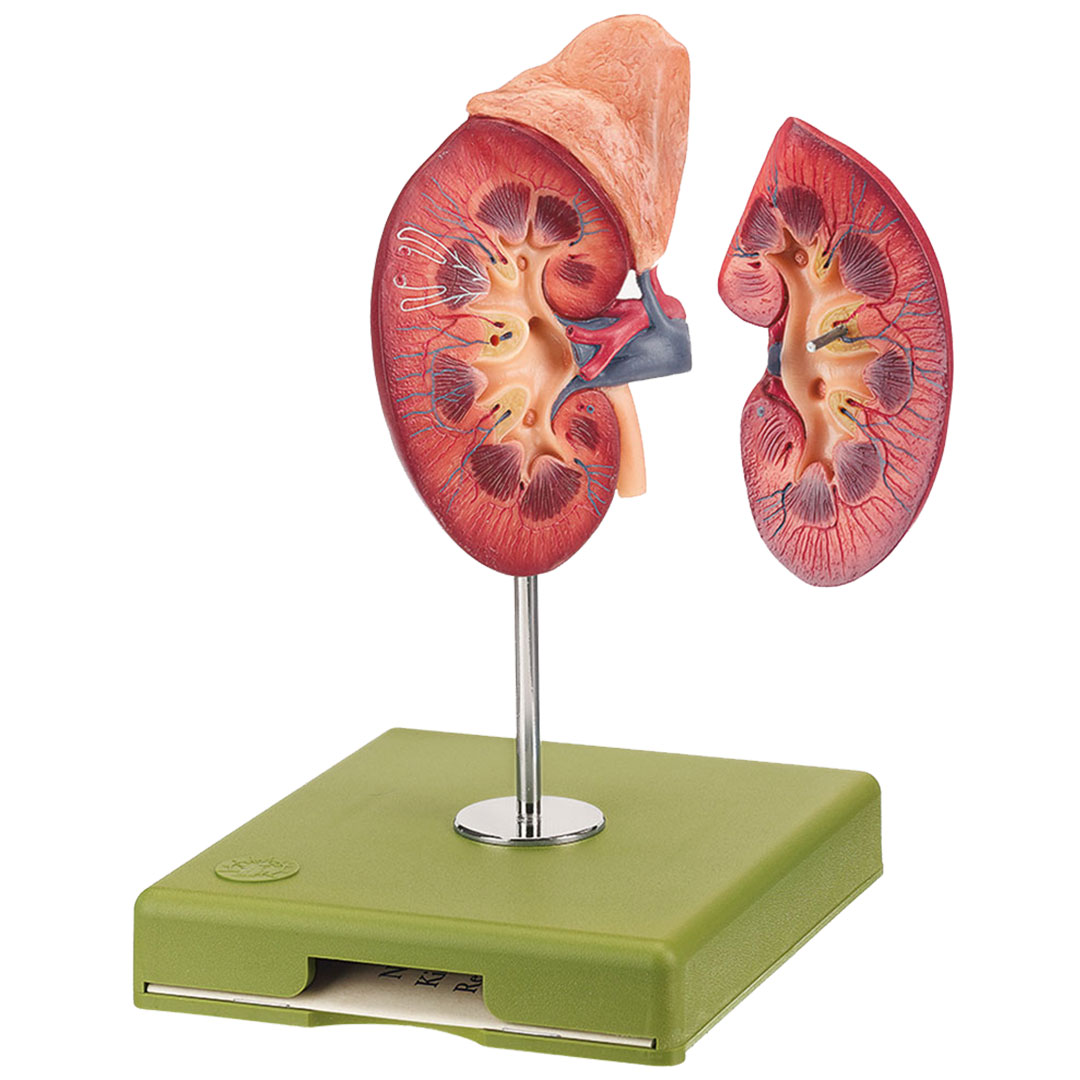 SOMSO® Rechte Niere und Nebenniere