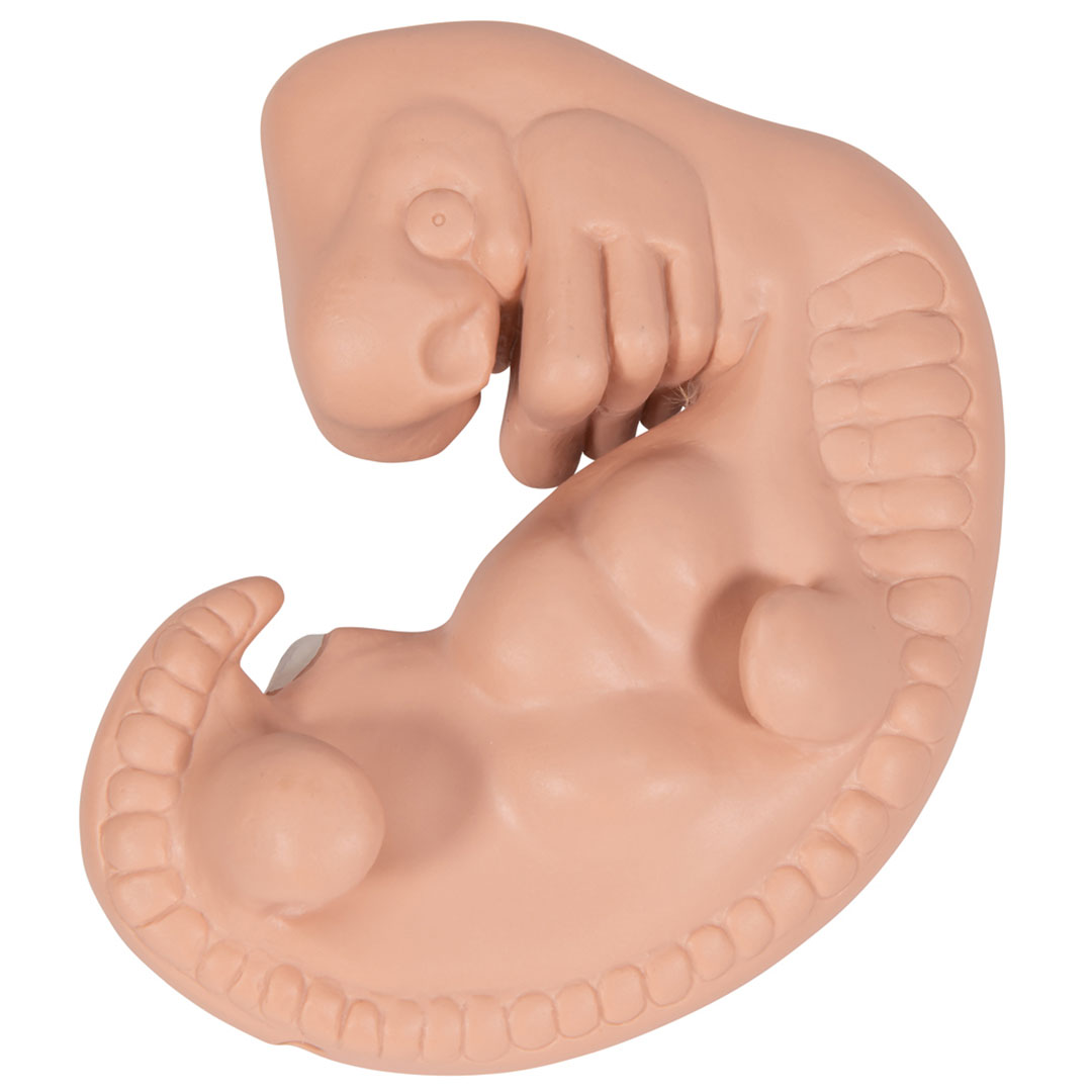3B SCIENTIFIC Embryo Modell, 25-fache Grösse
