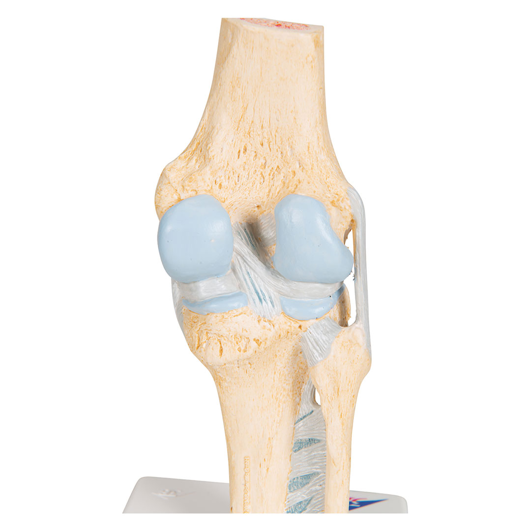3B SCIENTIFIC Knie, Gelenkschnitt-Modell, Grösse 2x12x24cm (A89)
