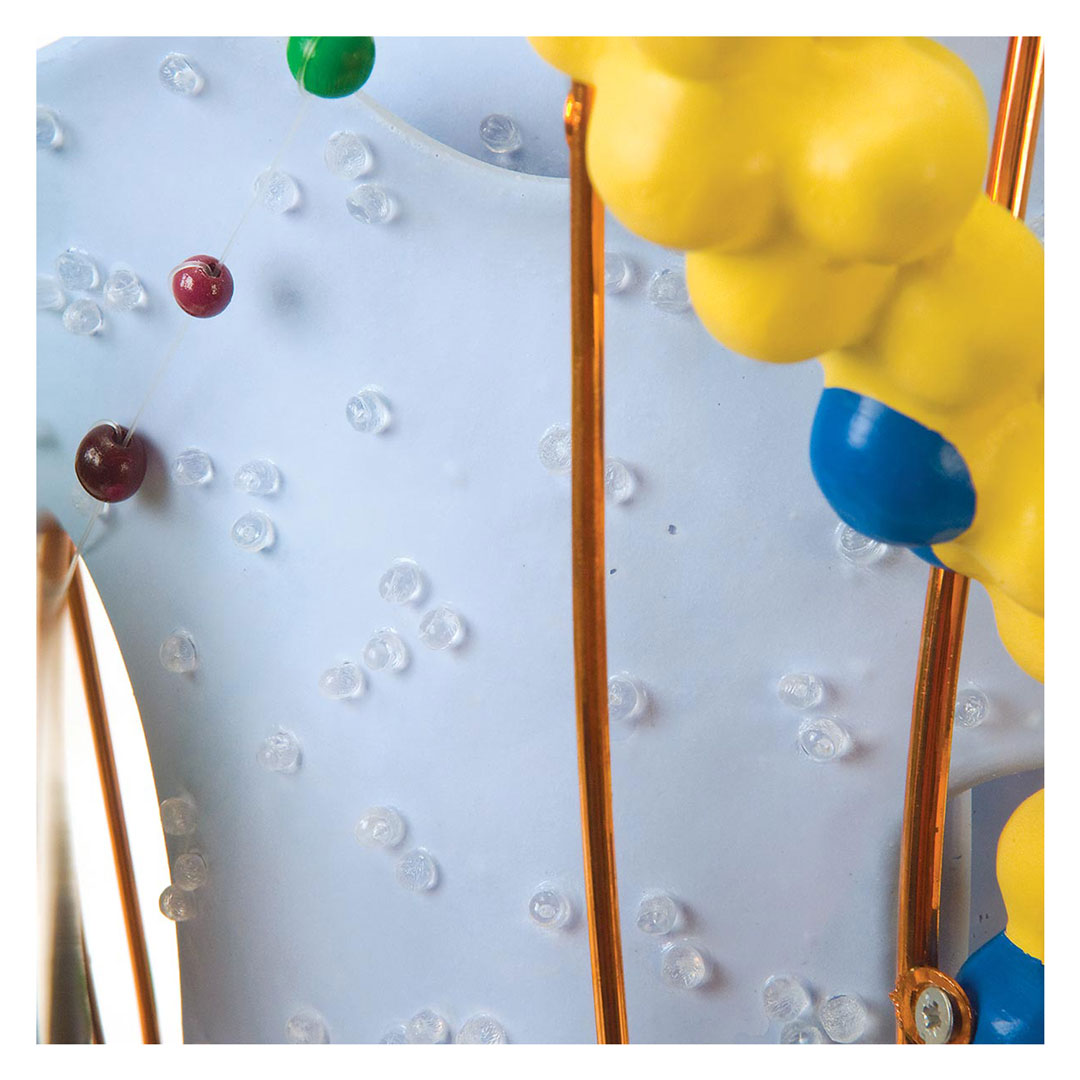 3B SCIENTIFIC Menschliche Zelle, 40'000x,  60x46x46 cm (VL650)