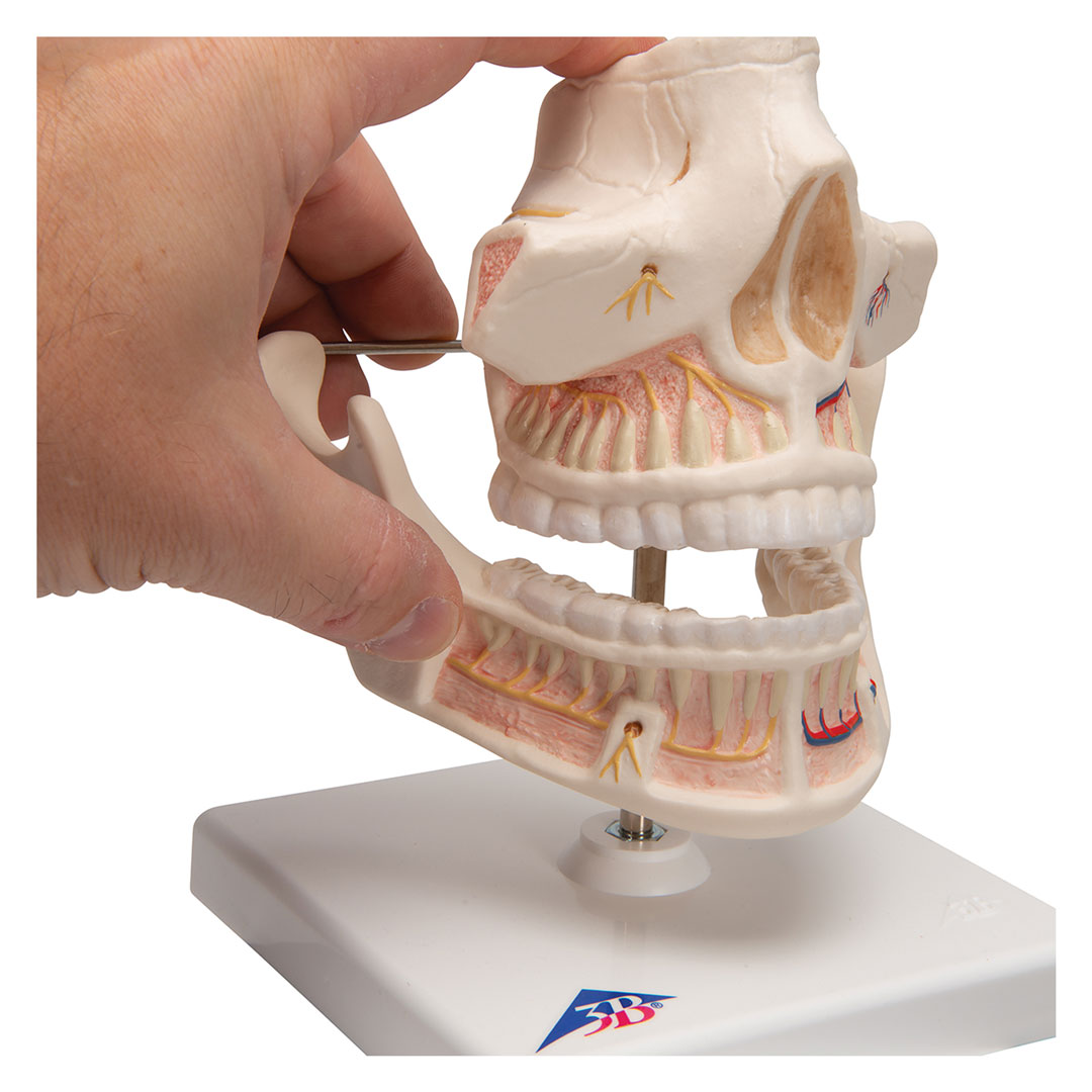 3B SCIENTIFIC Ober- u. Unterkiefer, Erwachsen (VE281)