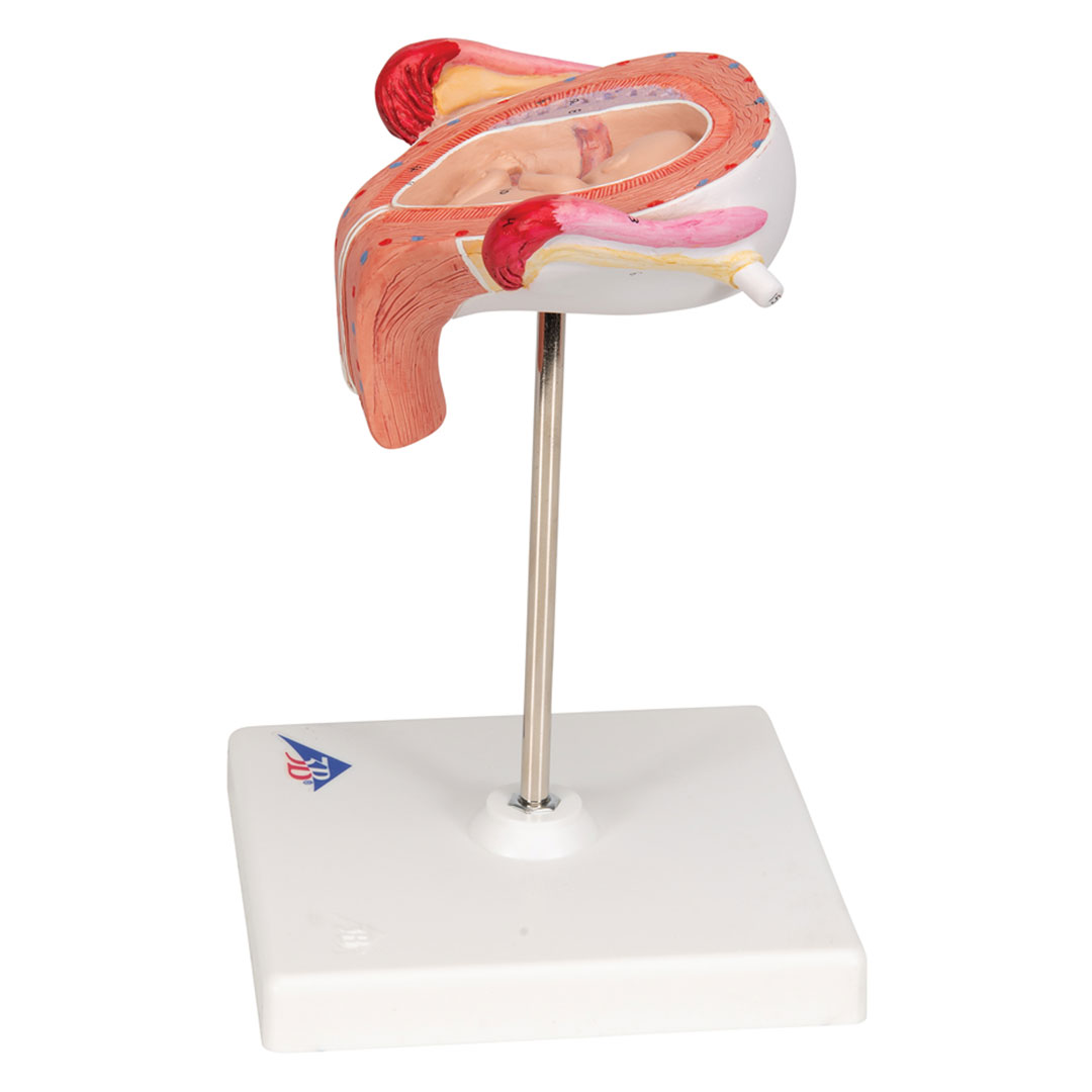 3B SCIENTIFIC Uterus mit Embryo, 3. Monat (L10/3)