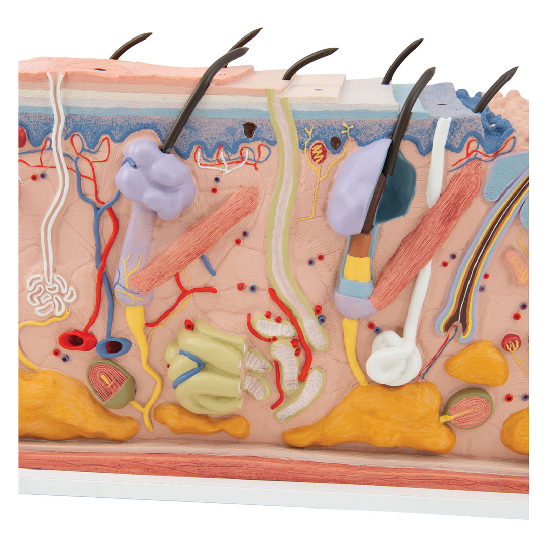 3B SCIENTIFIC Haut, Blockmodell, 70-fache Grösse (J13)
