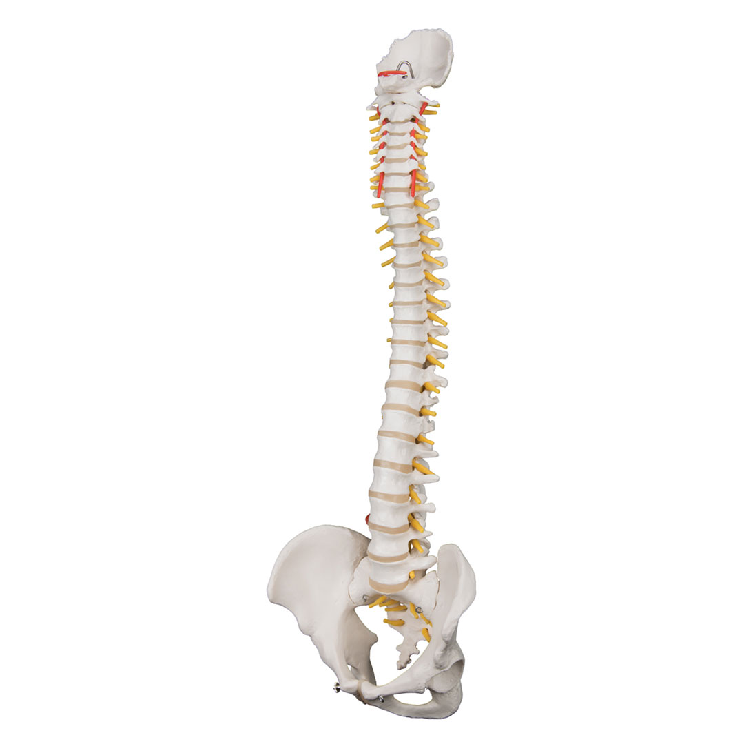 3B SCIENTIFIC Wirbelsäule für starke Beanspruchung, H=74cm (A59/1)