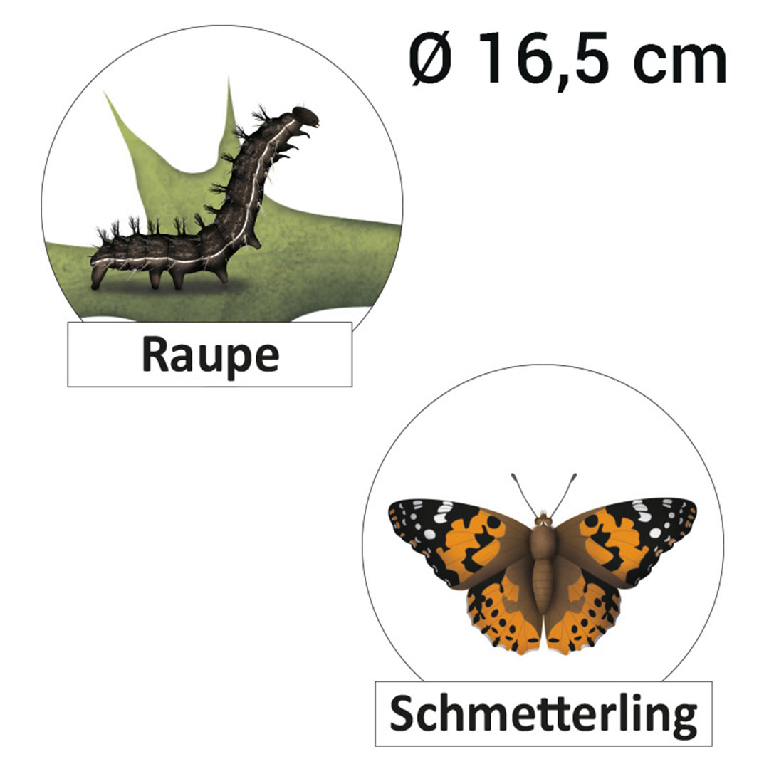 Lebenszyklus Schmetterling (magnetisch)