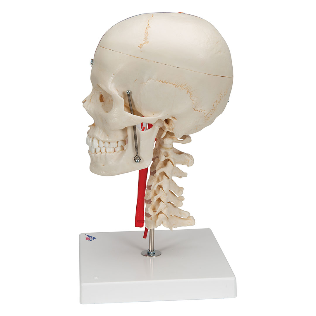 3B SCIENTIFIC Schädel BONElike  7-teilig (A283)