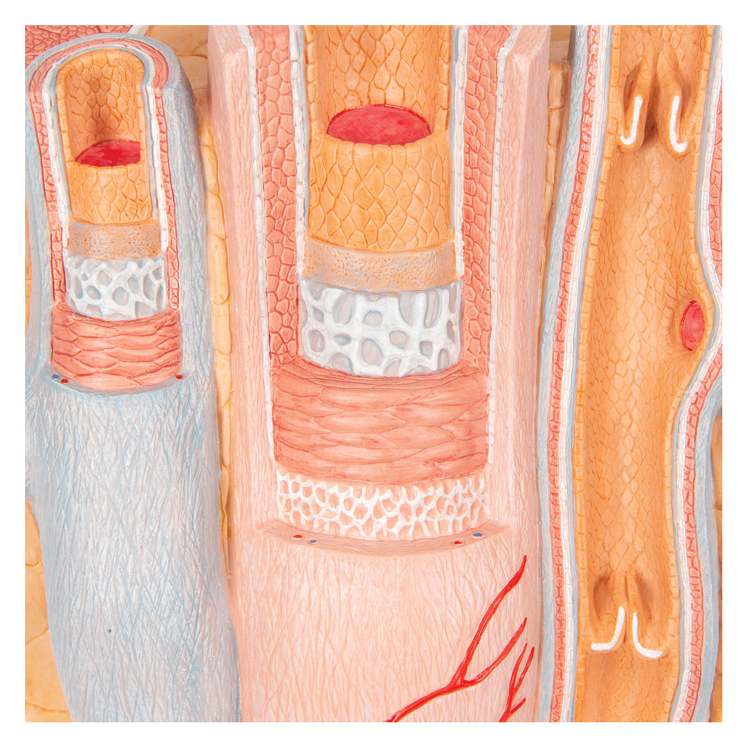 3B SCIENTIFIC Arterie und Vene (G42)