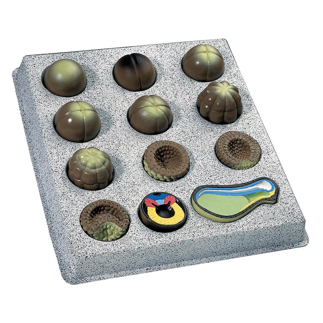 3B SCIENTIFIC Keimesentwicklung, 12-teilig (T12009)