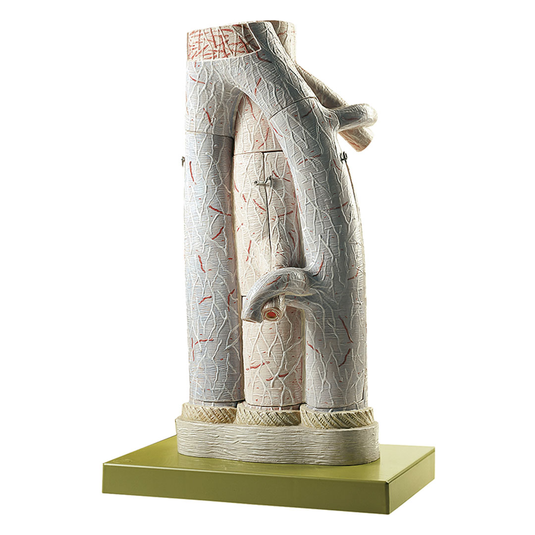 SOMSO® Arterie/Vene (Feinbau), Modell