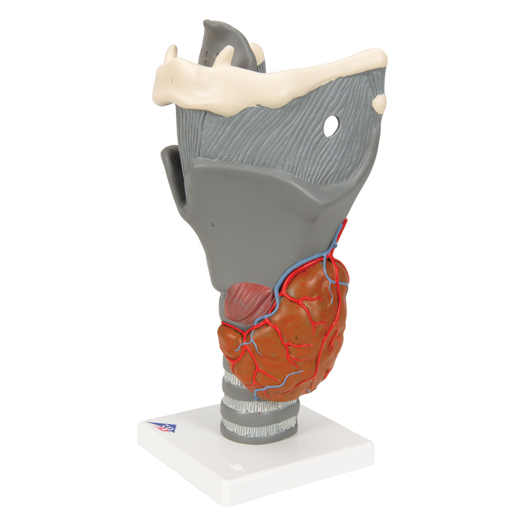 3B SCIENTIFIC Kehlkopf, Funktionsmodell, 2,5-fach (G20)