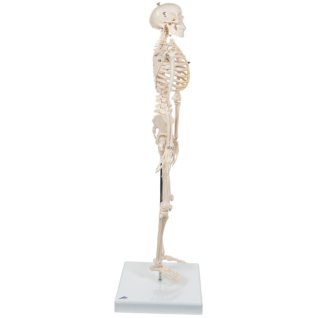 3B SCIENTIFIC Miniskelett Shorty auf Sockel (A18)