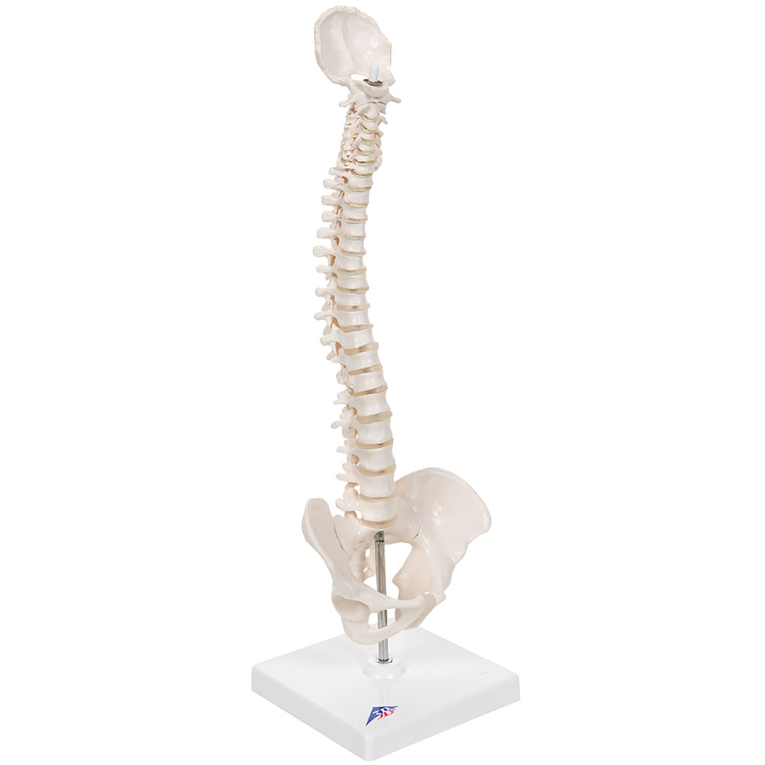 3B SCIENTIFIC Mini-Wirbelsäule auf Stativ (A18/21)