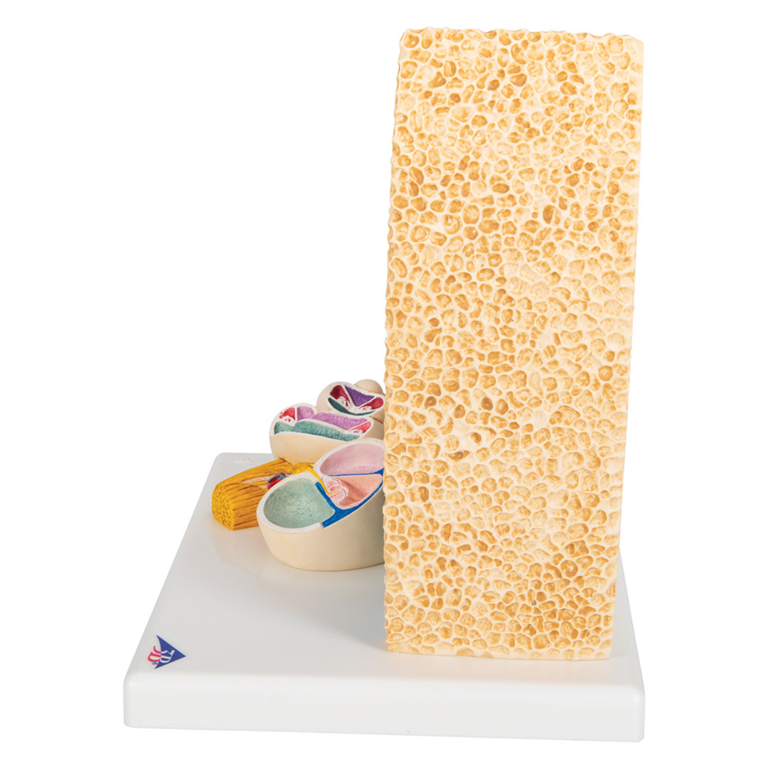 3B SCIENTIFIC Cortisches Organ (E14), 26x19x26cm