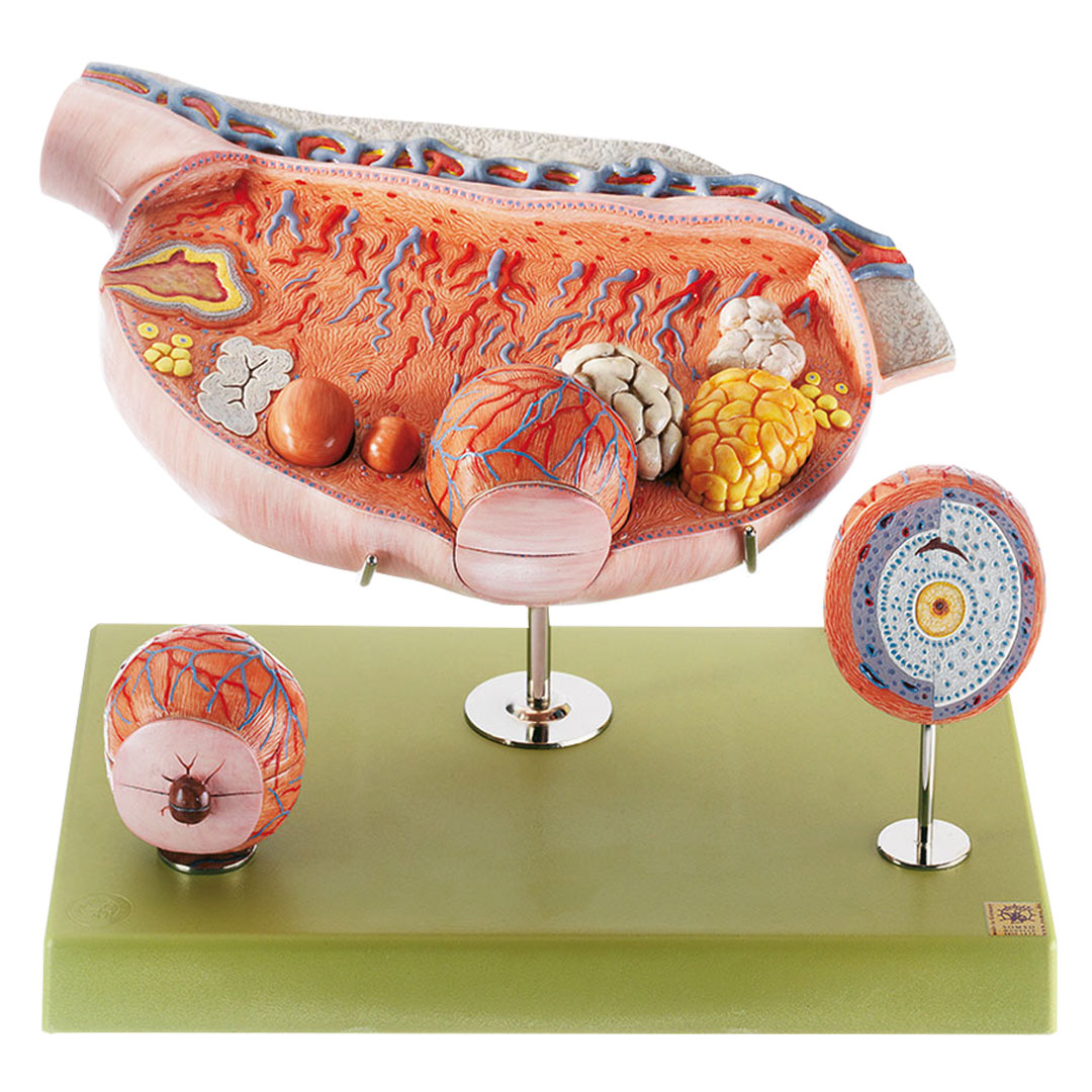 SOMSO® Eierstock (Ovarium)*