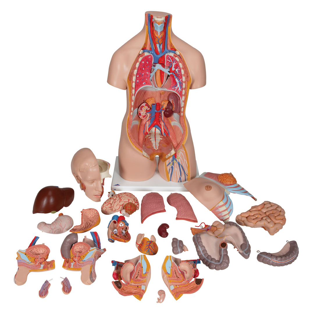 3B SCIENTIFIC Torso mit Kopf, mit Embryoeinsatz, w/m, 24-tlg. (B30)