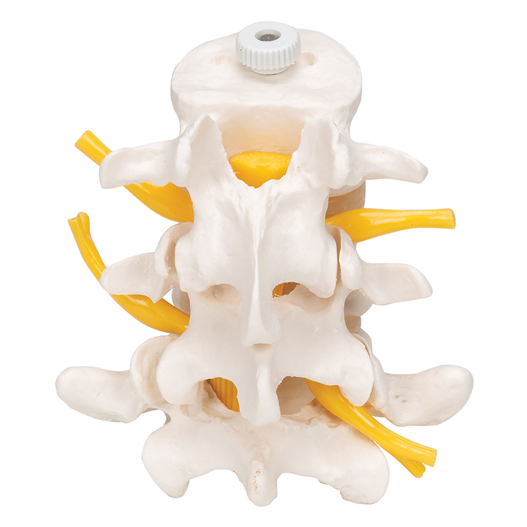3B SCIENTIFIC 3 Lendenwirbel, elastisch mont. (A76/8)