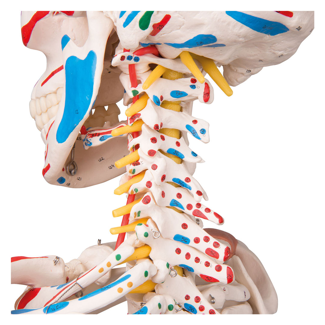 3B SCIENTIFIC Skelett Sam, mit Gelenkbändern, Muskelursprung etc. (A13)