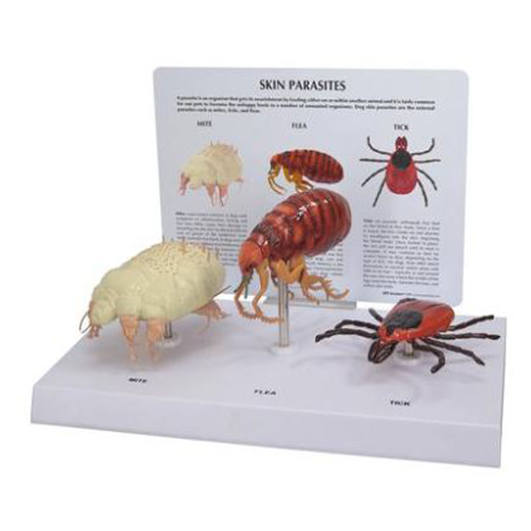 3B SCIENTIFIC Milbe, Floh und Zecke, Modell