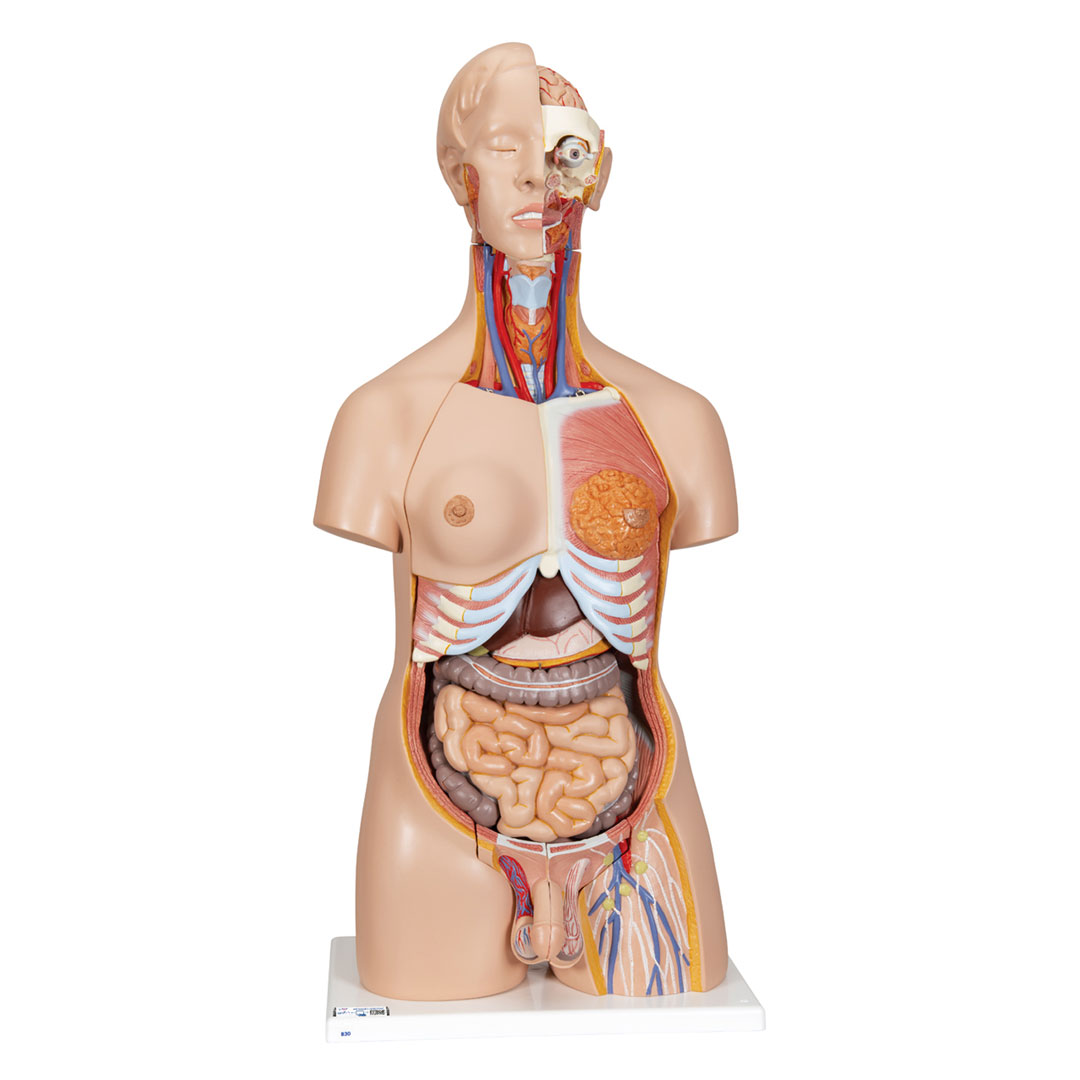 3B SCIENTIFIC Torso mit Kopf, mit Embryoeinsatz, w/m, 24-tlg. (B30)