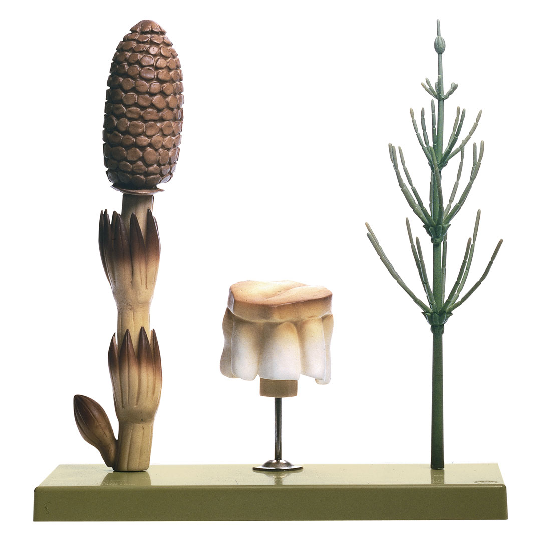 SOMSO® Ackerschachtelhalm