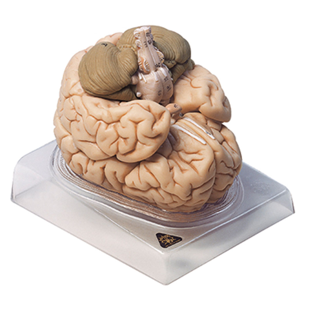 SOMSO® Gehirn, 8-tlg. auf Sockel