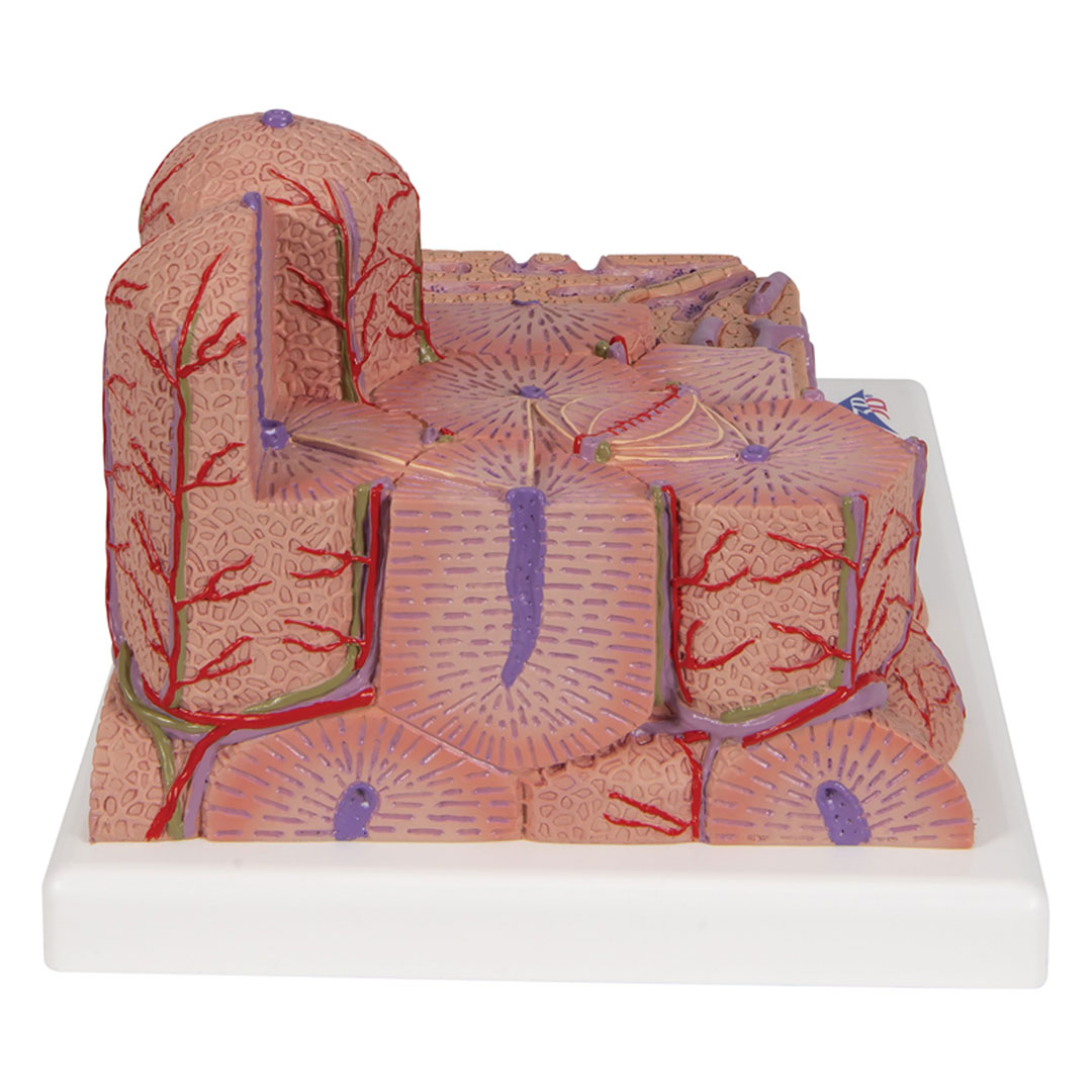 3B SCIENTIFIC Leber, MICROanatomy (K24)